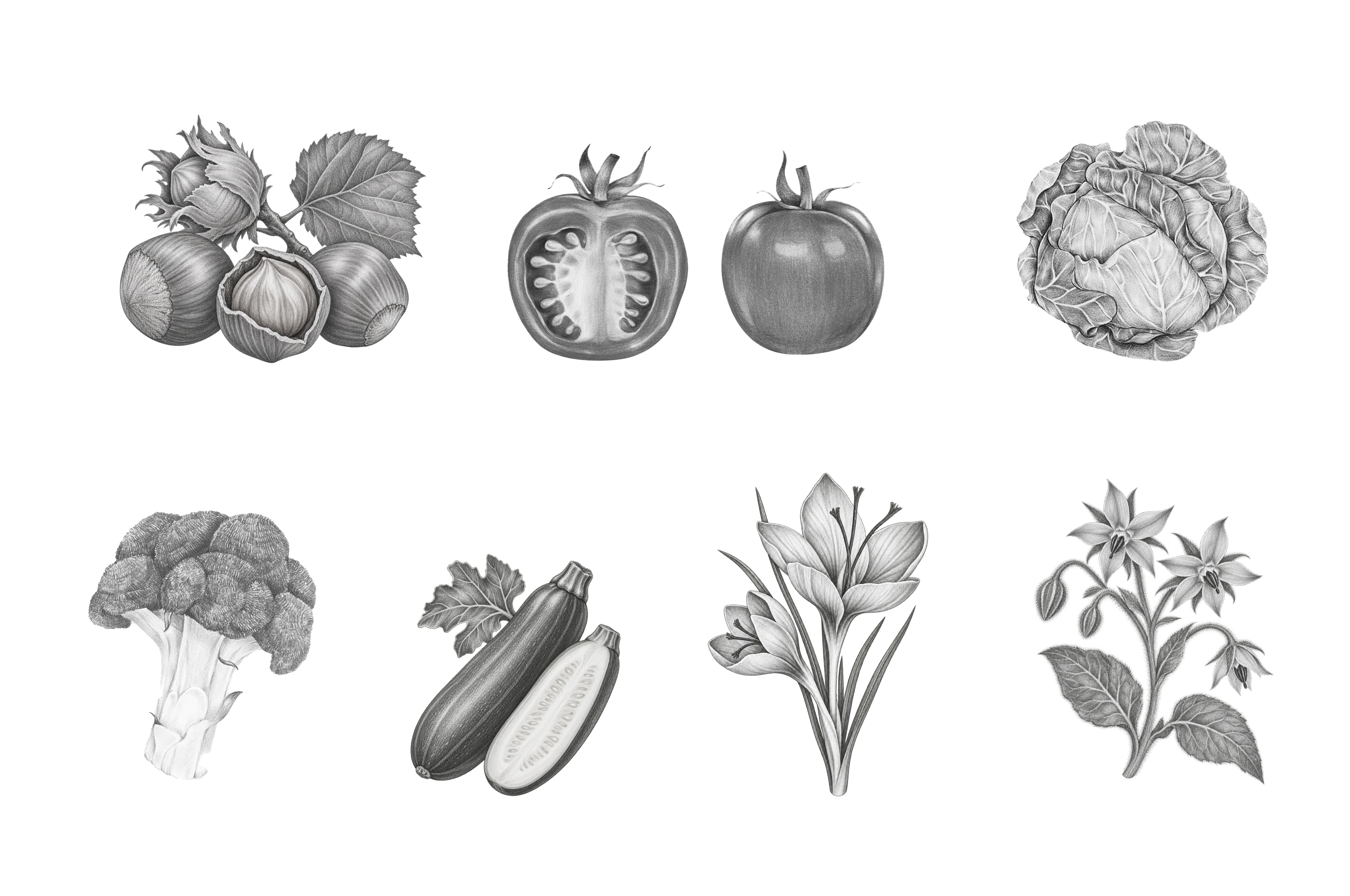 Tavola delle illustrazioni botaniche: nocciole, pomodori, cavolo, broccolo, zucchine, zafferano e borragine